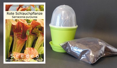 Seedeo audzēšanas komplekts sarkanajam krūkas augam (Sarracenia purpurea)