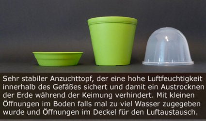 Seedeo® audzēšanas komplekts milzu bambusam (Dendrocalamus gigantea) 60 sēklas