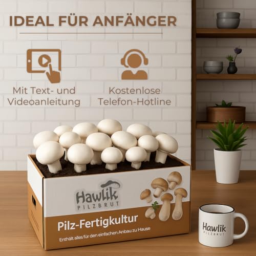 2x sēņu kultūru XXL audzēšanas komplekts - liels sēņu paraugu komplekts - Hawlik sēņu midzenis - viegli audzēt sēnes pašam - nav nepieciešamas iepriekšējas zināšanas - sēņu audzēšanas komplekts