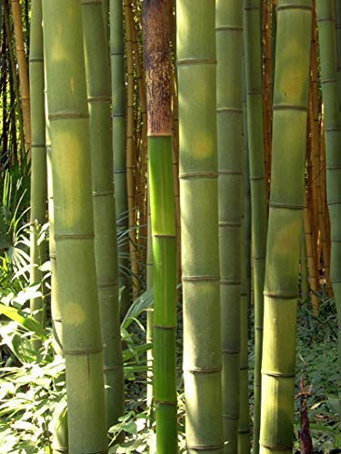 Seedeo® audzēšanas komplekts milzu bambusam (Dendrocalamus gigantea) 60 sēklas