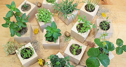 Feel Green 296244 Ecocube Aloe Vera, ilgtspējīga dāvanu ideja (100% videi draudzīga), audzē pats/audzēšanas komplekts, augi koka kubā, ražots Austrijā