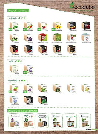 Feel Green 296244 Ecocube Aloe Vera, ilgtspējīga dāvanu ideja (100% videi draudzīga), audzē pats/audzēšanas komplekts, augi koka kubā, ražots Austrijā