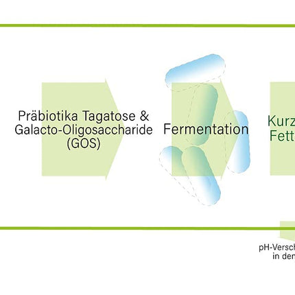 gesundo tagatozes-galaktozes pulveris - 100% dabīga cukura alternatīva - 1 kg iepakojums
