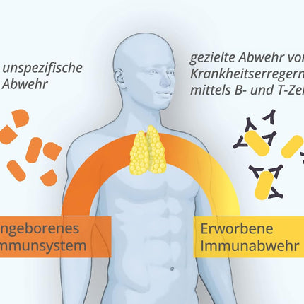 NeyVit Nr. 29 aizkrūtes dziedzeris ar aizkrūtes dziedzera ekstraktu, D vitamīnu un selēnu imūnsistēmas atbalstam, aizsargspēju stiprināšanai un aizkrūtes dziedzera darbības atbalstam - bez glutēna un laktozes - 60 tabletes