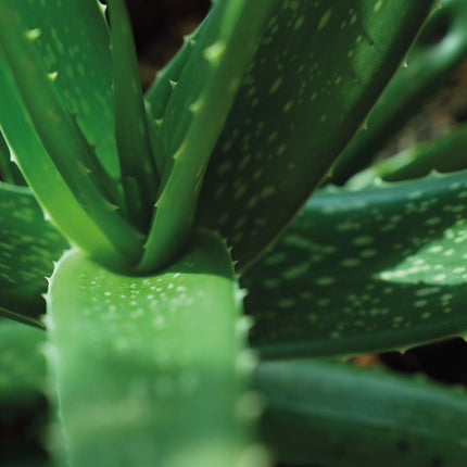 Feel Green 296244 Ecocube Aloe Vera, ilgtspējīga dāvanu ideja (100% videi draudzīga), audzē pats/audzēšanas komplekts, augi koka kubā, ražots Austrijā