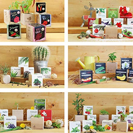 Feel Green 296244 Ecocube Aloe Vera, ilgtspējīga dāvanu ideja (100% videi draudzīga), audzē pats/audzēšanas komplekts, augi koka kubā, ražots Austrijā