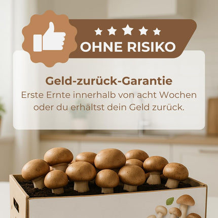 Hawlik sēņu midzeklis. Audzējiet savas sēnes – akmens sēņu audzēšanas komplekts – Ēdienkarte sēņu audzēšanai mājās – Mazs, pilnīgs komplekts iesācējiem/kā dāvana bērniem un dārzkopības entuziastiem