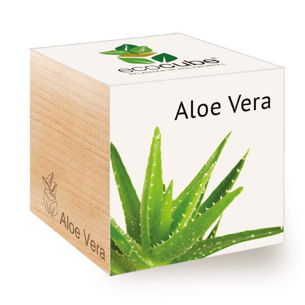 Feel Green 296244 Ecocube Aloe Vera, ilgtspējīga dāvanu ideja (100% videi draudzīga), audzē pats/audzēšanas komplekts, augi koka kubā, ražots Austrijā