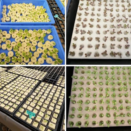 GREENinGRAY hidroponiskais sūklis, 100 iepakojums, augstas kvalitātes hidroponiskie sūkļi – ideāli piemēroti sēklām un stādiem (balts)