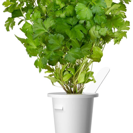 Click and Grow pētersīļu augu pāksšu uzpildes iepakojums substrāta kapsulai augu kapsulas Smart Garden iekštelpu dārzam 3 kapsulas