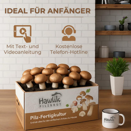 Hawlik sēņu midzeklis. Audzējiet savas sēnes – akmens sēņu audzēšanas komplekts – Ēdienkarte sēņu audzēšanai mājās – Mazs, pilnīgs komplekts iesācējiem/kā dāvana bērniem un dārzkopības entuziastiem