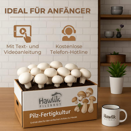 Hawlik sēņu midzeņa sēņu audzēšanas komplekts XXL – Liels, pilnīgs komplekts ērtai audzēšanai mājās – Augsta un ātra raža – Ideāli piemērots iesācējiem/kā dāvana bērniem un dārzkopības entuziastiem