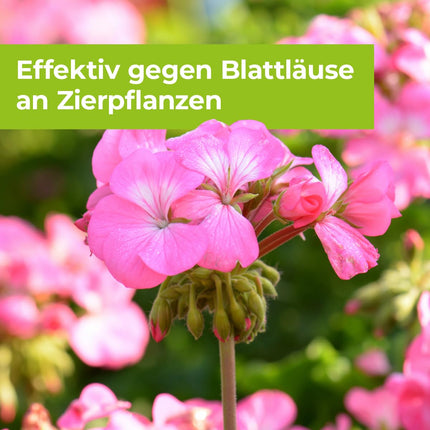 PROTECT GARDEN Lizetan Plus Aphid-Free AF ​​​​speciālais aerosols pret laputīm rozēm, dekoratīvajiem augiem, augļiem un dārzeņiem, 1 litrs