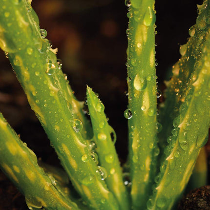 Feel Green 296244 Ecocube Aloe Vera, ilgtspējīga dāvanu ideja (100% videi draudzīga), audzē pats/audzēšanas komplekts, augi koka kubā, ražots Austrijā