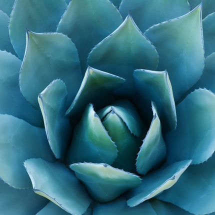 Organiskais inulīna pulveris 250g | mazkaloriju šķiedrvielas no agaves | smalkgraudaina konsistence un viegli šķīst ūdenī | ideāli piemērots dzērieniem un var izmantot ēdiena gatavošanai un cepšanai | no Ahterhofas
