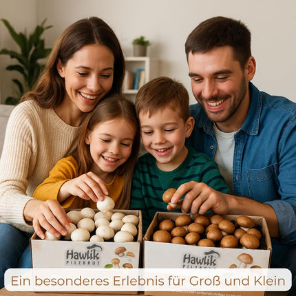 Hawlik sēņu midzeklis. Audzējiet savas sēnes – akmens sēņu audzēšanas komplekts – Ēdienkarte sēņu audzēšanai mājās – Mazs, pilnīgs komplekts iesācējiem/kā dāvana bērniem un dārzkopības entuziastiem