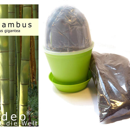 Seedeo® audzēšanas komplekts milzu bambusam (Dendrocalamus gigantea) 60 sēklas