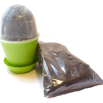 Seedeo® audzēšanas komplekts milzu bambusam (Dendrocalamus gigantea) 60 sēklas