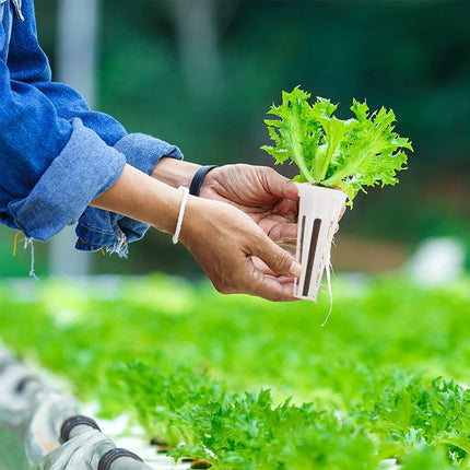 Sēklu kapsulu komplekts Aerogarden, Grow-Anything komplekts hidroponikai, augu kapsulu komplekts A un B augu mēslošanai ar augu groziem, audzēšanas sūkļiem, augu kupoliem un etiķetēm (12 gab.)