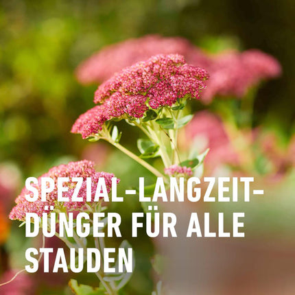 COMPO ziemciešu ilgtermiņa mēslojums 2kg