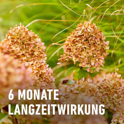 COMPO ziemciešu ilgtermiņa mēslojums 2kg