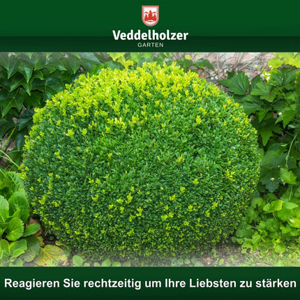 UZVARĒTĀJS 09/2020 Veddelholzer 6 kg organiskais aļģu kaļķis 100% tīrs pulveris no jūraszālēm stiprina buksusa izturību un atjaunošanos pret buksusa kodēm Buksusa mēslojums Dabīgais mēslojums aerosols