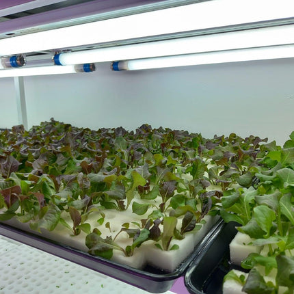 GREENinGRAY hidroponiskais sūklis, 100 iepakojums, augstas kvalitātes hidroponiskie sūkļi – ideāli piemēroti sēklām un stādiem (balts)