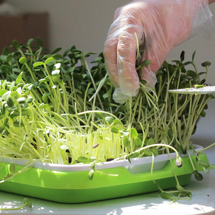 CYEER 8 dīgšanas paplāšu iepakojums, 34x25x11 cm kressalātu sēklu paplātes, mikrozaļumu sēklu paplātes, dīgšanas paplāte, dīgšanas komplekts mung pupiņu, lucernas, kviešu dīgstu audzēšanai