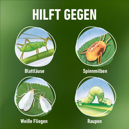 COMPO Pest-free plus AF - Izsmidzinātājs pret laputīm, zvīņkājiem, rupjmaizēm, bukskoku kodēm utt. - dekoratīvajiem augiem un sēkleņiem - 500 ml - gatavs lietošanai insekticīds