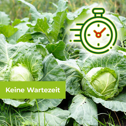 PROTECT GARDEN Protect MaXX gliemežu granulas FE, lietus izturīgas, uzticamas gliemežu apkarošanas granulas dārzeņiem, augļiem un dekoratīvajiem augiem, 1,2 kg salokāmā kastē līdz 315 m² platībai