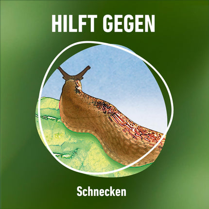 COMPO gliemežu atbaidīšanas līdzeklis - pret gliemežiem - lietus necaurlaidīgs - granulas pret gliemežiem izdevīgā iepakojumā - pietiekams līdz 1800 m² - 4 x 225 g, bez gliemežiem