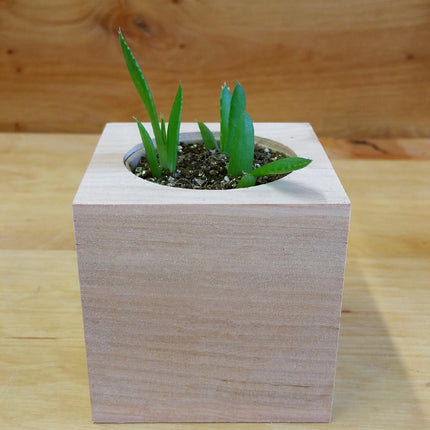Feel Green 296244 Ecocube Aloe Vera, ilgtspējīga dāvanu ideja (100% videi draudzīga), audzē pats/audzēšanas komplekts, augi koka kubā, ražots Austrijā