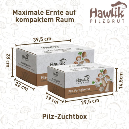 Hawlik sēņu midzeņa sēņu audzēšanas komplekts XXL – Liels, pilnīgs komplekts ērtai audzēšanai mājās – Augsta un ātra raža – Ideāli piemērots iesācējiem/kā dāvana bērniem un dārzkopības entuziastiem