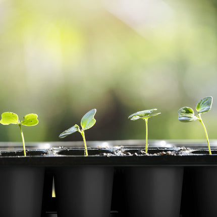 Quickpot 54 daļu kultivēšanas paplāte ar apakštasīti. Izturīgs augu podu komplekts ar ūdens pārplūdes atveri un drenāžas kanāliem, lai augus varētu viegli un ātri izrakt un audzēt. Sākuma kultivēšanas komplekts.