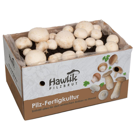 Hawlik sēņu midzeņa sēņu audzēšanas komplekts XXL – Liels, pilnīgs komplekts ērtai audzēšanai mājās – Augsta un ātra raža – Ideāli piemērots iesācējiem/kā dāvana bērniem un dārzkopības entuziastiem