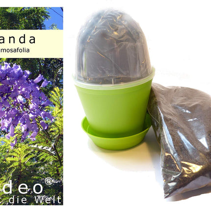 Seedeo® Jacaranda audzēšanas komplekts (Jacaranda mimosafolia)
