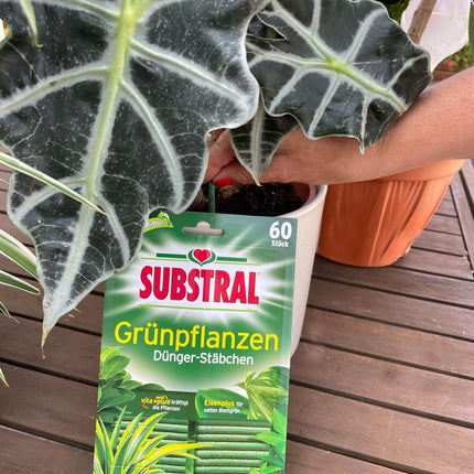 Substral mēslojuma stienīši zaļajiem augiem ar dzelzs piedevu un 2 mēnešu ilgstošu iedarbību, 60 stienīši, zaļi