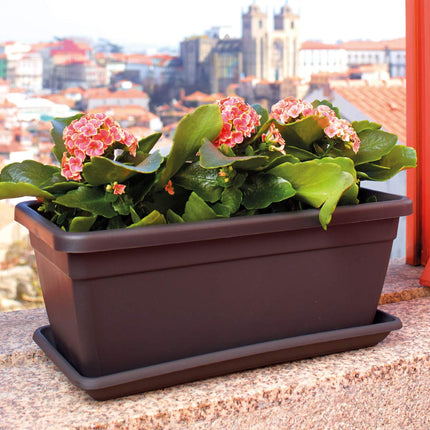 VENEZIA AUGU KASTE 50CM ANTRACĪTA