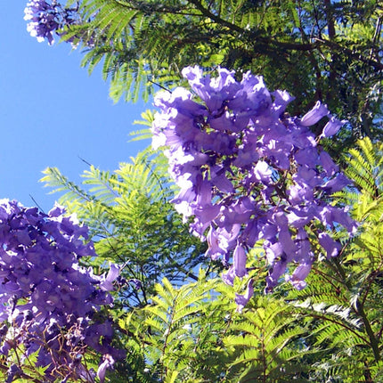Seedeo® Jacaranda audzēšanas komplekts (Jacaranda mimosafolia)