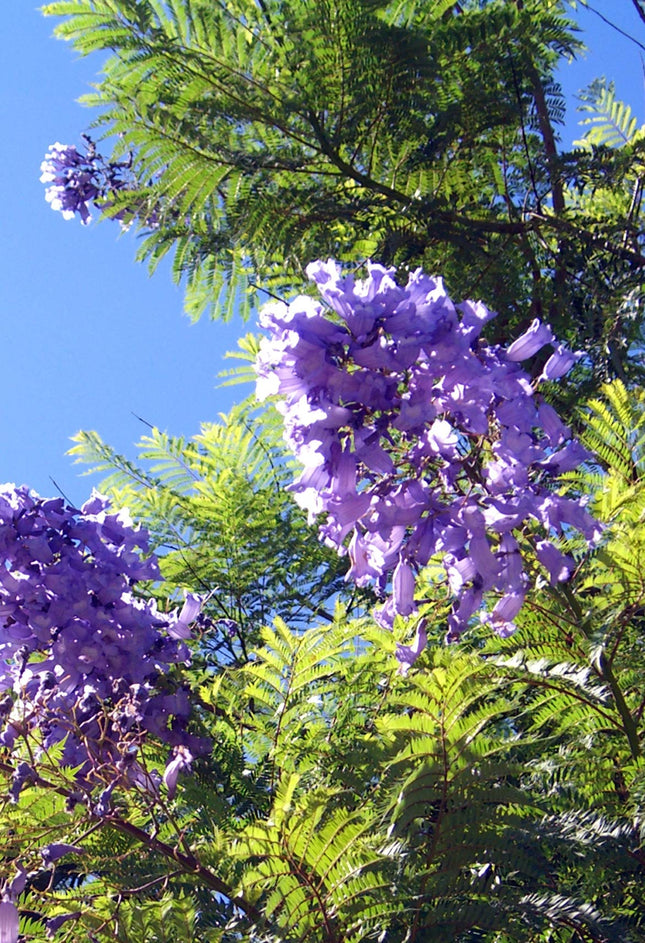Seedeo® Jacaranda audzēšanas komplekts (Jacaranda mimosafolia)