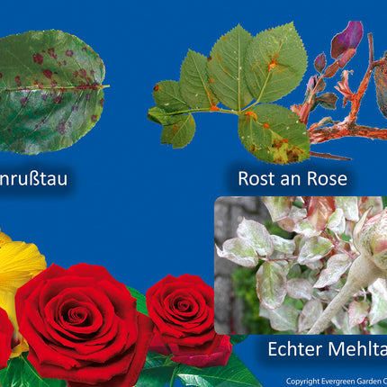 Substral Celaflor Fungus-Free Saprol Roses AF, gatavs lietošanai aerosols pret rožu sēnīšu slimībām, 750 ml