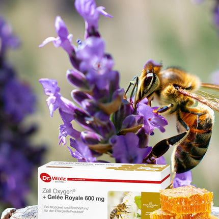 Dr. Wolz Zell Oxygen + Bišu peru pieniņa 600 mg, dabīgs rauga enzīmu šūnu līdzeklis veiktspējai un enerģijai, ar svaigu bioloģisku bišu peru pieniņu un vitamīniem, 14 ampulas pa 20 ml katrā
