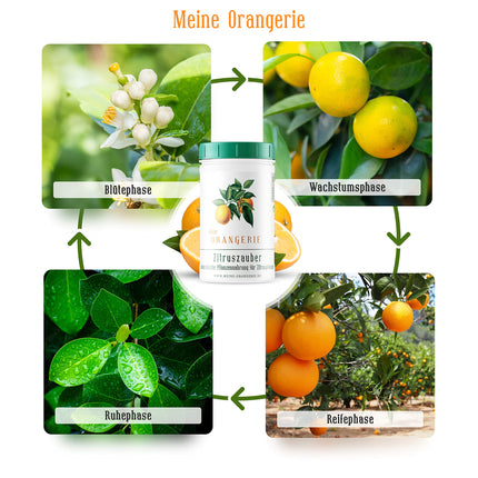 Mans Orangery citrusaugļu mēslojums visiem citrusaugiem [1kg] - augstākās kvalitātes augu mēslojums - profesionāls citrusaugļu mēslojums citronkokiem, apelsīnkokiem, laimiem un daudziem citiem (1000 grami)