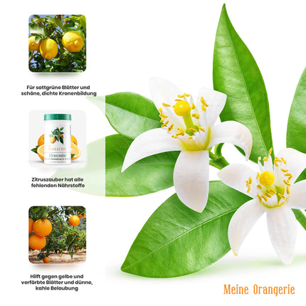 Mans Orangery citrusaugļu mēslojums visiem citrusaugiem [1kg] - augstākās kvalitātes augu mēslojums - profesionāls citrusaugļu mēslojums citronkokiem, apelsīnkokiem, laimiem un daudziem citiem (1000 grami)