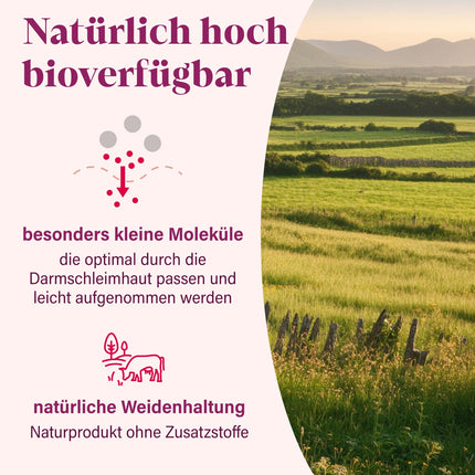 Bioaktīvs KOLAGĒNA pulveris [450 g] - ļoti labi šķīstošs, ļoti tīrs, bezgaršīgs, hipoalerģisks, no zāles barotām govīm - kolagēna hidrolizāta peptīdi 1., 2. un 3. tips - no NovaNature®