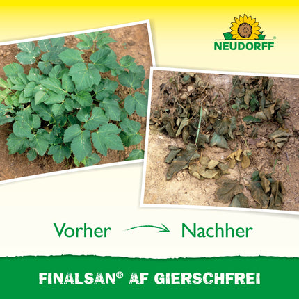 Neudorff Finalsan AF GierschFrei – ātras iedarbības nezāļu iznīcinātājs pret zemes plūškoku un kosu. Iedarbojas līdz pat matu saknēm, 750 ml
