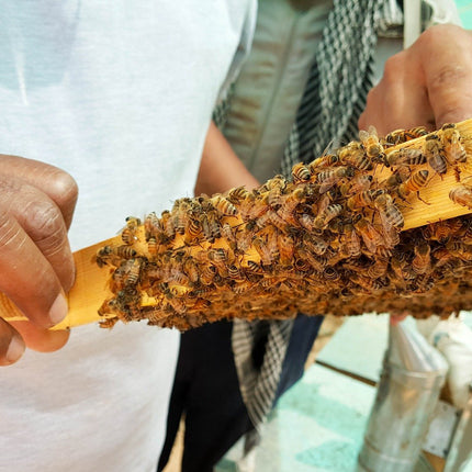 Propoliss no ImkerPur, 100 g, antibakteriāls, bez atlikumiem, tieši no biškopības (neapstrādāts propoliss (gabaliņos))