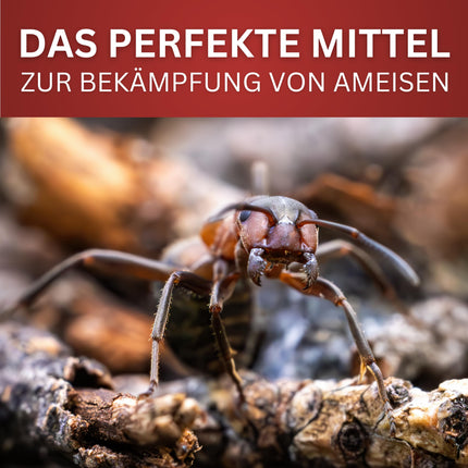 BIODELTA skudru aerosols - pretskudru līdzeklis skudru apkarošanai mājās un dārzā - apkaro skudras - pret visu veidu skudrām - ilgstoša iedarbība, bez smaržas un traipiem (500 ml)
