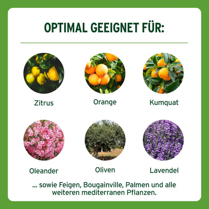 Substral ilgtermiņa depo mēslojums citrusaugļiem un Vidusjūras augiem, piem. bugenvilejas, oleandri, vīģes u.c., 750 g, zaļas