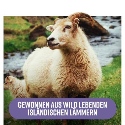Hunter &amp; Gather jēra aknas 90 kapsulas | Uztura bagātinātājs, kas ražots no brīvās turēšanas, ar zāli barotas Islandes jēra gaļas | 100% neapstrādātas, liofilizētas jēra aknas | Bez GMV barošanas, antibiotikām vai hormoniem